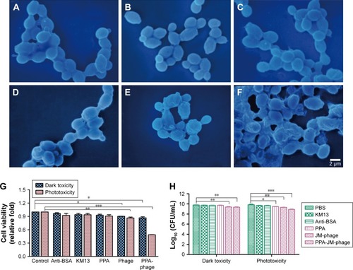 Figure 4 Inactivation of PPA-JM-phage under laser irradiation.Notes: Inactivation studies of experiment groups and control groups on Candida albicans cells under irradiation of 658 nm laser. TEM showed the morphology phenotype of C. albicans cells treated with PBS (A), anti-BSA (B), KM13 (C), PPA (D), JM-phage (E), and PPA-JM-phage (F). (G) Cell vitality analysis of C. albicans cells treated with PPA-JM-phage in the absence (phototoxicity) and presence (dark toxicity) of 658 nm laser. (H) Mean values of cell viability obtained for C. albicans treated by PDI. *P<0.5; **P<0.05; ***P<0.001.Abbreviations: PPA, pheophorbide A; TEM, transmission electron microscopy; PDI, photodynamic inactivation.