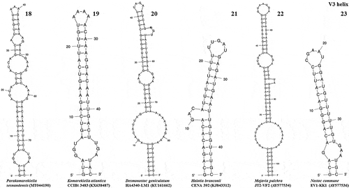 Figs 18–23. V3 helix of the secondary structure of 16S-23S ITS region. Fig. 18. Parakomarekiella sesnandensis (MT044190); Fig. 19. Komarekiella atlantica CCIBt 3483 (KX638487); Fig. 20. Desmonostoc geniculatum HA4340-LM1 (KU161662); Fig. 21. Halotia branconii CENA 392 (KJ843312); Fig. 22. Mojavia pulchra JT2-VF2 (AY577534); Fig. 23. Nostoc commune EV1-KK1 (AY577536)