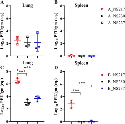 Figure 7: The impact of NS1 on the replication of H5N8 viruses in mice. Replication of the indicated viruses in mice inoculated intranasally with a low-dose was assessed in 3 mice per group sacrificed at 3 dpi (A-D). Viral RNA was extracted from the indicated organs and was detected using RT-qPCR with standard curves of serial dilutions of B_NS217 (10–100000 pfu) run in each plate. Results are shown as the mean and standard deviation of positive samples (A-D). Asterisks indicate statistical significance based on p values *** < 0.001.