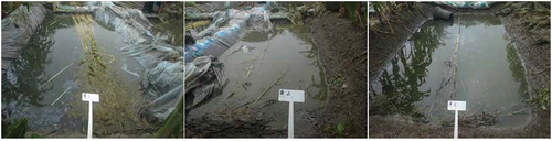 Figure 3. Jute macerating pool: (1) macerating pool bottom pad with plastic film and macerating after the top is covered with plastic film (left picture); (2) macerating pool after the top is covered with plastic film (intermediate picture); (3) macerating pool bottom is not cushioned with plastic film and the top is not covered with plastic film (right picture).