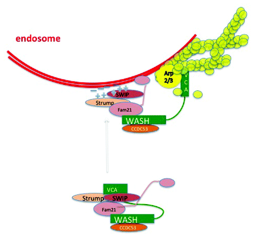 Figure 1. The WASH containing regulatory complex (SHRC) activates actin polymerization on endosomes. Schematic of the pentameric WASH containing SHRC complex in an inactivated state with sequestered VCA domain (depicted in analogy to the WAVE/Scar complex; see ref. Citation17 for description) and when polymerizing actin on an endosome. The complex is likely tethered to the membrane by multiple lipid-protein interactions.