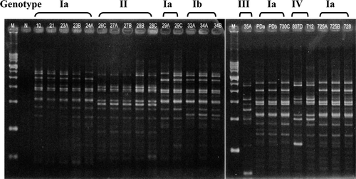 Figure 3.  Rep-PCR patterns of 24 R. anatipestifer isolates. M, 1 kb size marker ranging from 200 bp to 14 kb. N, Negative control (PCR mixture without DNA template).