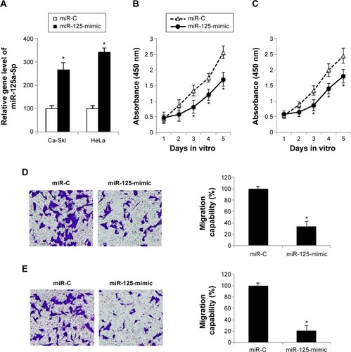 Figure 2 miR-125a-5p overexpression reduced in vitro proliferation and migration in cervical carcinoma.