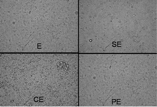 Figure 1.  Normal phase contrast microscopy of various submicron emulsions (magnification ×100). E: Plain emulsion without and charge inducer. SE: Submicron emulsion containing stearylamine as charge inducer. PE: Submicron emulsion containing protamine as charge inducer. CE: Submiron emulsion containing chitosan as charge inducer.