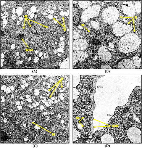 Figure 8. Transmission electron micrographs of root tip cells of maize treated with 130 mg kg−1 Cd2+ amended with 500 mg kg−1 hematite NPs (A-D) showing N: nucleus, Nue: nucleolus, M: mitochondria, V: vacuoles and CW: cell wall. Bars A – 10 µm; B – 10 µm; C – 5 µm; D – 2 µm. Magnification A – 600×; B – 600×; C – 800×; D – 2000×.