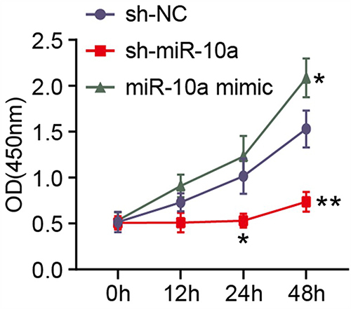 Figure 5 miR-10a promotes cell proliferation.