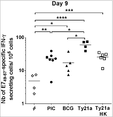 Figure 2. Increase in E7-specific IFN-γ–secreting cells in the bladder by different IVES immunostimulants after E7 immunization. Groups of female C57BL/6 mice were immunized s.c. with the E7 vaccine. Five days later, mice were either left untreated (φ, white diamond) or received IVES PIC (black circles), BCG (black triangles), live Ty21a (black squares), or heat-killed Ty21a (white squares). After a further 3 days, bladder cell suspensions were prepared and analyzed by IFN-γ ELISPOT assay. Horizontal bars represent geometric mean percent. Significant differences from control mice are indicated by *P < 0.05, **P < 0.01, or ****P < 0.0001.