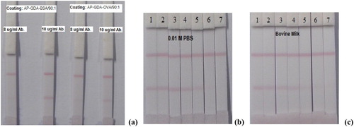 Figure 5. (a) Selection of coating antigen for use in strip construction. The antigen coating concentration in each case was fixed at 5 mg/ml.(b) Test strip detection of different AP concentrations prepared in 0.01 M PBS; 1 = 0 ng/ml, 2 = 0.1 ng/mL, 3 = 0.25 ng/ml, 4 = 0.5 ng/ml, 5 = 1 ng/mL, 6 = 2.5 ng/ml, and 7 = 5 ng/ml.(c) Strip detection of different AP concentrations in spiked milk samples; 1 = 0 ng/ml, 2 = 0.25 ng/mL, 3 = 0.5 ng/mL, 4 = 1 ng/mL, 5 = 2.5 ng/ml, 6 = 5 ng/l, and 7 = 10 ng/ml.
