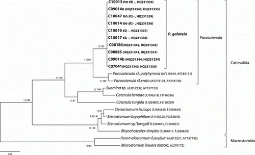 Figure 10.  18S and 28S rRNA-gene based phylogenetic reconstruction showing the position of the sequenced individuals of P. galateia sp. nov. in the Catenulida. The tree is based on the most likely PHYML tree (GTR + I+G model of substitution). Support in MrBayes and PHYML analysis is indicated (pp | aRLT) for each node. Microstomidae were used as outgroup. GenBank accession numbers are given in parentheses (first 18S and then 28S rRNA gene). Scale bar represents 5% estimated sequence divergence. st=statocyst.