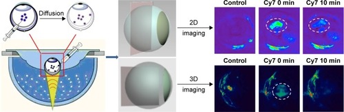 Figure 3 PA imaging scheme of free Cy7 in enucleated eyes both in 2D/3D view after rabbit vitreous cavity injection.Notes: Free Cy7 with a 3D view at 0, 1, and 10 minutes. The red fluorescence signals might be blood vessels with nonspecific PA signals in eyes. White circles designate the generated PA signal areas of Cy7.Abbreviations: PA, photoacoustic; Cy, cyanine; 2D, two-dimensional; 3D, three-dimensional; min, minutes.