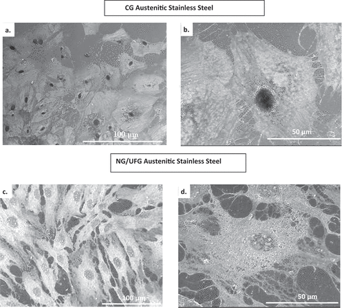 Figure 4. Scanning electron micrographs of pre-osteoblast cultured for 24 h on CG austenitic stainless steel (a, b) and on NG/UFG austenitic stainless steel (c, d). At low magnification, improved cell proliferation with abundant extracellular matrix formation on the NG/UFG surface. High magnification (b, d) shows a higher extent of spreading and interconnectivity on the NG/UFG surface than on CG austenitic stainless steel. On CG austenitic stainless steel, the cell morphology is circular with higher longitudinal cytoskeletal alignment than on NG/UFG austenitic stainless steel cells, which show numerous cellular extensions indicative of extensive attachment to and interaction with the substrate [Citation34–38].