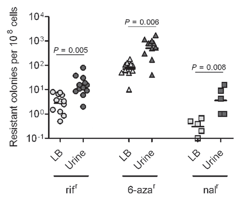 Figure 2 Growth under urine stress increases mutability for multiple E. coli strains. E. coli strains UPEC : CI5, E80, DS17, CFT073, GR12, PY2, UTI89, r-UTI89, NU14, EC45 and K-12: MG1655 and KA796 were grown overnight in LB broth and urine, in parallel, at 37°C. Mutation frequencies plotted as resistant colonies per 108 cells. Each plotted point is based on three independent cultures.