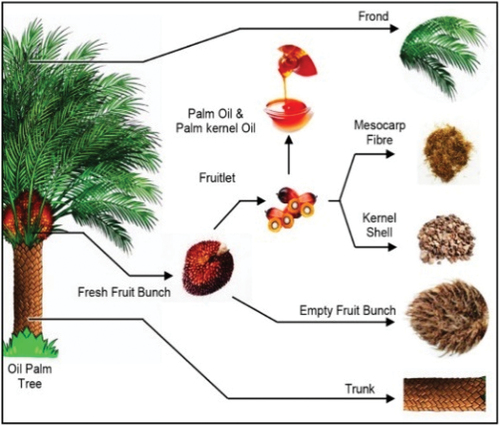 Figure 1. Oil palm biomass and derivatives. Reused with permission from elsevier citing (R. A. Ilyas, Zuhri, et al. Citation2022).