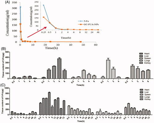 Figure 5. Mean 5-Fu concentration–time curves in plasma after tail vein i.v. injection of free 5-Fu and GC-FUA-NPs to SD rats (n = 3, A), and biodistribution of free 5-Fu (B) and GC-FUA-NPs (C) in tissue (n = 3).