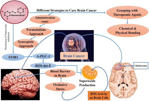 Figure 4. Mechanism of brain cancer development and role of resveratrol in its management.