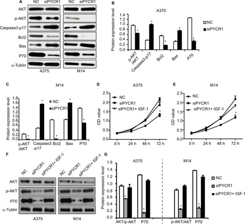 Figure 4 PYCR1 played a role in tumor progression of human MM through the stimulation of the AKT pathway.Notes: (A) The expression of AKT signaling pathway-related genes was analyzed by Western blot. (B and C) Statistical analysis of Western blot results was performed using ImageJ software. siPYCR1 inhibited AKT phosphorylation and P70 level, and promoted the expression of the apoptosis factors, Caspase3-p17 and Bax in A375 and M14 cell lines. (D and E) Rescue experiments were performed by activating the AKT pathway with IGF-1 in PYCR1 interference cells (siPYCR1+ IGF-1). CCK8 was used to detect cell proliferation in three cell groups. (F) The expression of AKT signaling pathway-related genes was analyzed by Western blot. (G) Statistical analysis of Western blot results was performed using ImageJ software. *P<0.05.Abbreviations: MM, malignant melanoma; CCK8, Cell Counting Kit-8; PYCR1, pyrroline-5-carboxylate reductase; siPYCR1, PYCR1-specific siRNA; NC, negative control.