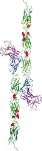 Figure 5. Homology model of tumor derived point mutations of PTPρ. The MAM domain (Magenta), Ig domain (Blue) and FNIII repeats (Green) and point mutations (Red) evaluated in this work were modeled onto the equivalent sites in the crystal structure of PTPμ (PDB ID: 2V5Y. The PTPρ mutations likely alter cell-cell aggregation either by altering the three-dimensional topology and/or cis/trans interactions of PTPρ.