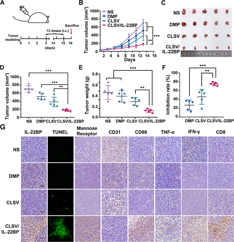 Figure 7 CLSV/IL-22BP complex suppressed the C26 subcutaneous xenograft model in vivo. (A) The experimental plan of CLSV/IL-22BP complex in subcutaneous model. (B) Tumor growth curve from each group (**P < 0.01, ***P < 0.001). (C) Image of collected tumors from each group. (D) Average tumor volume from each treatment group in the endpoint (**P < 0.01, ***P < 0.001). (E) Average tumor weight from each group (**P < 0.01, ***P < 0.001). (F) Inhibition rate of tumor weight from each group (**P < 0.01, ***P < 0.001). (G) Immunohistochemical analysis relative protein expression in tumor tissue (scale bars: 50 μm).