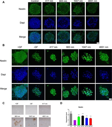 Figure 4 Effects of graphene oxide nanoparticles on the self-renewal of mNSCs in the absence of EGF and bFGF. (A) Immunoﬂuorescence images of mNSCs treated with 417 nm, 663 nm, 1047 nm and 4651 nm GO NPs (20 μg/mL) for 24 hrs. The cells were co-stained with Nestin (green) and nuclei (blue). Scale bars: 20 μm. (B) Immunoﬂuorescence images of mNSCs treated with 417 nm, 663 nm, 1047 nm and 4651 nm GO NPs (20 μg/mL) for 24 hrs in the absence of EGF and bFGF. The cells were co-stained with Nestin (green) and nuclei (blue). Scale bars: 20 μm. (C) Bright field images of neurospheres treated with 417 nm, 663 nm, 1047 nm and 4651nm GO NPs (20 μg/mL) for 24 hrs in the absence of EGF and bFGF. Scale bars: 500 μm. (D) Relative mRNA expression levels of pluripotency marker gene Nestin, GAPDH was used for internal normalization in the quantitative RT-PCR. Data show the means ± standard error of the mean of three independent experiments. ***p < 0.001 compared with the cells cultured in the absence of EGF and bFGF.