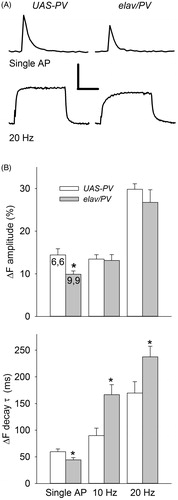 Figure 6. Comparison of the Ca2+ transients produced by single APs and AP trains for elav/PV and UAS-PV boutons. (A) Typical Ca2+ transients for single APs and AP trains seen at these two types of boutons. Calibration: Top: 10% ΔF, 0.2 s; Bottom: 20% ΔF, 2 s. (B) Top: The amplitude of the ΔF was measured at the peak for single APs and at the plateau for AP trains. The Ca2+ transient amplitude for single APs was smaller in elav/PV boutons compared to UAS-PV ones; however, there was no difference in the Ca2+ transient plateau during AP trains for these two groups. Bottom: The ΔF decay τ for elav/PV boutons was smaller for single APs and larger for AP trains compared to UAS-PV boutons. A total of 52 boutons were examined for elav/PV and 48 boutons for UAS-PV. Values for elav/PV compared to UAS-PV using a t-test (*p < .05).