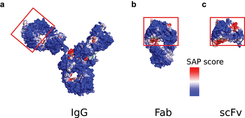 Figure 1. The SAP scores at R = 10 Å mapped for various formats. (a) IgG (1hzh.Pdb, (b) Fab (1fvd.Pdb) and (c) scFv (1fvc.Pdb). The region to which PE ADAs bind is located in the lower left corner of the red boxes in (c). In (a) and (b) the region is not accessible to PE ADAs since it is buried by the constant domain in these cases.