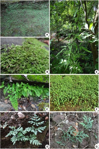 Figure 7 Bryophytes and pteridophytes. (A) Habitat for masses/ferns. (B) Funaria. (C) Adiantum lunulatum. (D) Cyclosorus. (E) Lygodium flexuosum. (F) Marselia quadrifolia. (G) Selaginella involvens.