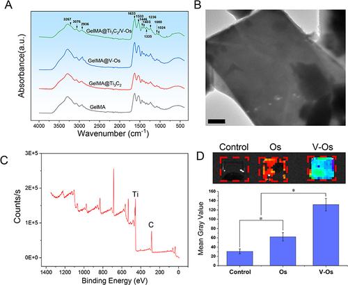 Figure 2 (A) FTIR spectrum of different hydrogels, (B) TEM image of Ti3C2 sample, (C) XPS survey and (D) the binding ability of V-Os and Os with GelMA hydrogels (*P < 0.05, n=3).