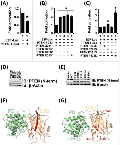 Figure 5. Pathogenic PTEN C2 Domain Mutants Cannot Suppress E2F1-mediated Transcription. (A) PTEN 1–353 suppressed E2F1-mediated transcription. Therefore, all subsequent C2 domain mutants were made in the PTEN 1–353 context to avoid confounding influence of variable phosphorylation and intramolecular conformational closure of PTEN via its C-tail in all mutants tested. (B) All of the analyzed PTEN truncation mutants lost their ability to suppress E2F1-mediated transcription as compared to the PTEN 1–353 protein (compare lane 1 to lanes 2, 3, 4 and 5). (C) Expression of PTEN C2 domain point mutant proteins: F271S and P339L, could not inhibit E2F1-mediated transcription when compared to PTEN 1–353 protein (compare lane 1 to lanes 3 and 5). The expression of PTEN proteins with point mutations: P246L and D331G, however, retained their ability to suppress E2F1-mediated transcription (compare lane 1 to lanes 2 and 4). (D and E) All PTEN C2 domain truncations and point mutations maintained protein stability following transient transfection. (F) All PTEN C2 domain truncation mutants lack a loop and β-sheet (indicated in red). (G) Spatial location of PTEN C2 domain point mutants (indicated in red) on the PTEN crystal structure. All transfection data are represented from three independent experiments carried out in triplicate ± S.E. (*p value ≤0.05).