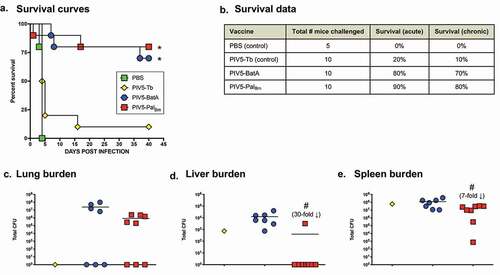 Figure 9. Vaccination with PIV5-PalBm provides protection against challenge with a lethal dose of WT B. mallei. BALB/c mice vaccinated intranasally with PIV5 viruses were challenged with 10 LD50 of B. mallei ATCC 23344 using a Microsprayer device and monitored daily for clinical signs of illness and morbidity. (a) Kaplan-Meier survival curves. (b) Survival data during the acute (days 1 through 10 post-challenge) and chronic (days 11 through 40 post-challenge) phases of infection. (c–e) At study end-points, tissues collected from survivors were homogenized, diluted, and spread on agar plates to determine bacterial loads. Symbols represent individual animals; horizontal lines show the mean total CFU for each group. The asterisks indicate that the survival curves were found to be significantly different from mice vaccinated with PBS and the control vaccine PIV5-Tb. The hashtags indicate that the decrease in bacterial burden, compared to mice vaccinated with PIV5-BatA, is statistically significant. Although a 30-fold decrease in lung bacterial burden was observed between mice vaccinated with PIV5-PalBm and PIV5-BatA, this decrease was not statistically significant (panel C).