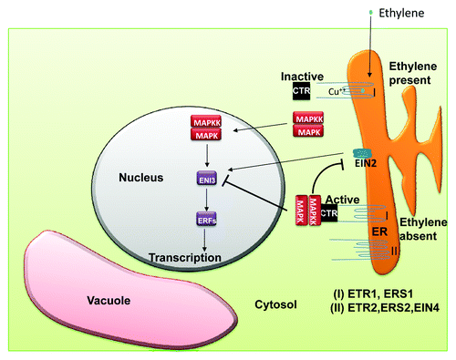 Figure 3. Model for ethylene signaling. Ethylene crosses the cell membranes presumably by passive diffusion and is perceived by receptors localized ER or Golgi (not shown in diagram). Two types of receptors, type-I and type-II, are present which are active and thus suppress the ethylene responses in the absence of the hormone. Binding of ethylene results in the inactivation of the type I receptors as well as the associated negative regulatory proteins, CTR1 and RTE1 (in Golgi, not shown in diagram). This activates a MAP kinase pathway which facilitates the ethylene response factors (ERFs) through the eventual activation of EIN3, EIL1. For details, see text.