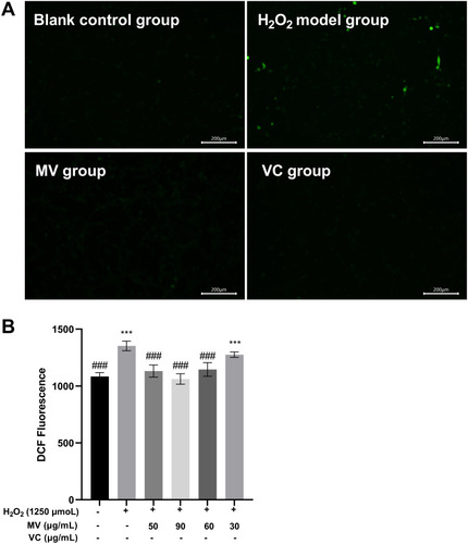 Figure 3 (A) Effects of MV on ROS production induced by H2O2 stimulation (40X); (B) Effects of MV on ROS content in MSF cells stimulated by H2O2 (n=6).
