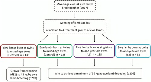 Figure 1. Treatment flow diagram to the breeding of ewe lambs at an average day 209 of age (based on information in Pettigrew et al. Citation2021a and Haslin et al. Citation2022b).