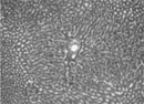 Figure 5 No histological alterations were observed in rats treated with curcumin or BDMC-A (H&E, × 10).