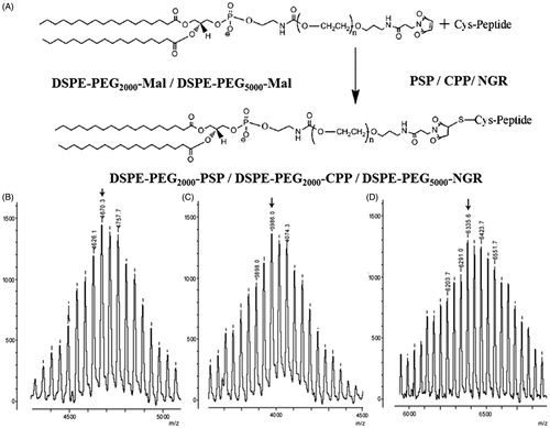 Figure 4. Principle of the synthesis of DSPE-PEG2000-PSP/CPP/NGR (A). MALDI-TOF mass spectra of DSPE-PEG2000-PSP (B), DSPE-PEG2000-CPP (C), and DSPE-PEG5000-NGR (D).