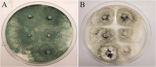 Fig. 8 Recovery of two biocontrol agents following application to cannabis stem cuttings as a drench treatment to rockwool followed by incubation for 7 days. The surface sterilized stem pieces from the 0–5 cm distance were plated onto PDA. (A) Trichoderma harzianum growing from Rootshield treated cuttings. (B) Gliocladium catenulatum growing from Lalstop treated cuttings.