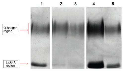 Figure 1 Electrophoretic profile of LPS of Pseudomonas aeruginosa.Notes: Lane 1, LPS extracted from biofilm cells; lane 2, LPS extracted from planktonic cells; lane 3, LPS extracted from biofilm cells treated with (1/8) MIC of ceftazidime; lane 4, LPS extracted from biofilm cells treated with (1/4) MIC of ciprofloxacin; lane 5, LPS extracted from biofilm cells treated with (1/8) MIC of amikacin.Abbreviations: LPS, lipopolysaccharide; MIC, minimum inhibitory concentration.