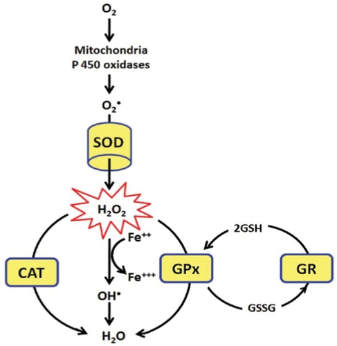 Figure 4. Quercetin effect on tissue antioxidant status. (Abbr.: SOD = superoxide dismutase, O2 = oxygen, H2O2 = hydrogen peroxide, Fe = iron, CAT = catalase, GPx = glutathione peroxidase, GR = glutathione reductase, GSH = glutathione, GSSG = glutathione disulfide).