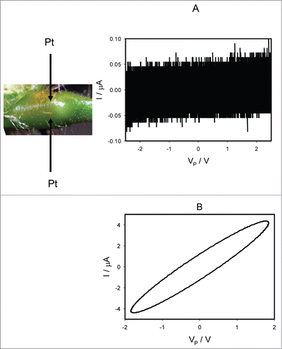 Figure 8. Electrical current I vs. voltage VP applied across a pulvinus after deposition of 10 μL drops of 10 mM TEACl on all pulvini, secondary pulvini and some pinnules 50 hours before electrical measurements. Frequency of sinusoidal voltage scanning was 0.001 Hz (A) and 1 kHz (B). R = 47 kOhm. Position of Pt electrodes in the pulvinus of Mimosa pudica is shown.