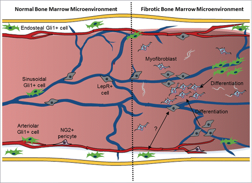 Figure 1. Participation of Gli1+ and Lepr+ cells in bone marrow fibrosis in myelofibrosis. It is well accepted that the bone marrow hosts various cells with distinct functions in its microenvironment. Gli1+ cells are present around the endosteum and the blood vessels, while LepR+ cells are located mainly around sinusoids. The studies of Decker et al. (2017) and Schneider et al. (2017) now reveal that Gli1+ and LepR+ cells are recruited from endosteal and perivascular regions giving rise to fibrotic cells that contribute to the development of fibrosis in the bone marrow.Citation21,22