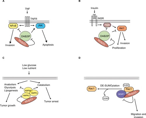 Figure 2 Mutant p53 (mutp53) forms complexes with cytoplasmic mediators of signal transduction.