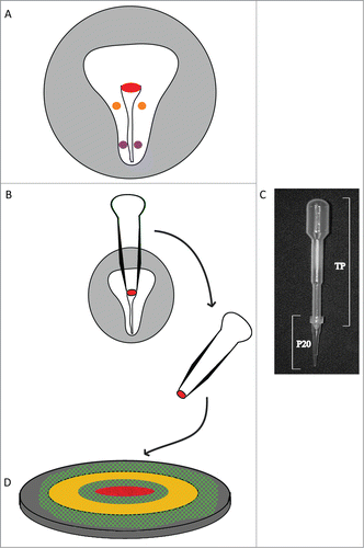 Figure 1. Diagram explaining the method used for microsurgery and tissue culture on a microscope stage of explanted HH4-stage quail embryo tissue. A) Tissue explants were derived from three A/P positions: 1) Hensen's node (red), 2) anterolateral (orange) and 3) posterolateral (purple) epiblast. The extra-embryonic area opaca is shaded in light gray. B) A modified microsurgical pipette (pictured in C) was constructed from a common polyvinyl transfer pipet (TP) and a “P20” micropipette tip. The resulting device was prefilled with embryonic PBS, the tip was embedded into the epiblastic tissue at the locations indicated, and then using gentle suction the tissue of interest was excised (Hensen's node in this illustration). D) The explant was then placed, ventral surface up, onto a piece of vitelline membrane (cross-hatched green) that was previously attached to a Whatman paper ring (yellow circle). The paper ring preparation was transferred to a hydrated bed of albumin/agar (dark gray) contained in the well of a microscope stage tissue culture plate and then subjected to time-lapse imaging.