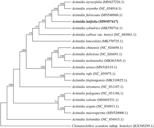 Figure 1. Maximum-likelihood phylogenetic tree of 20 Actinidiaceae species based on complete chloroplast genomes. Bootstrap support values above 50% are given at the nodes. Clematoclethra scandens subsp. hemsleyi was treated as an out-group.
