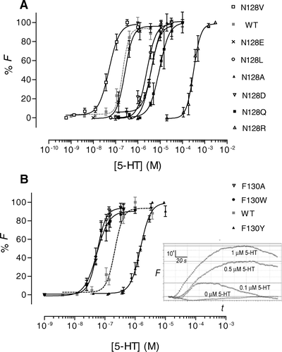 Figure 3.  Dose-response curves derived from FlexStation responses to 5-HT stimulation. Data have been normalized to the maximum fluorescence absorbance (Fmax) and plotted as the mean±SEM. (A) Asn-128 mutants. (B) Phe-130 mutants. Inset: Typical Flexstation responses to 5-HT (0, 0.1, 0.5 or 1.0 µM). 5-HT was added at 20 sec to HEK 293 cells expressing F130Y-5-HT3 receptors. F = fluorescence in arbitrary units; t=time in seconds.