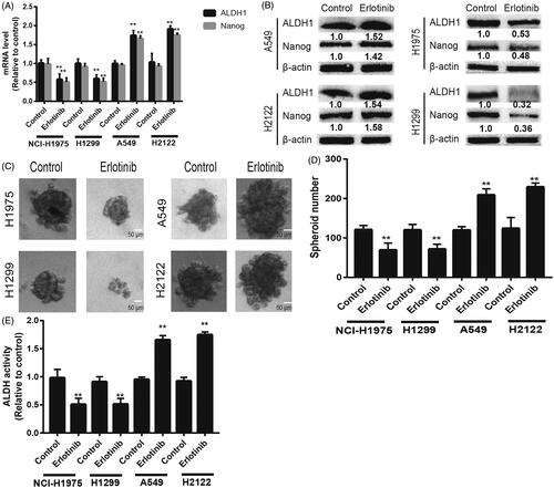 Figure 1. The stemness of KRAS-mut NSCLC cells not KRAS-wild type NSCLC cells was promoted by Eriotinib treatment. (A) The mRNA levels of ALDH1 and Nanog were detected in KRAS-mut and -wt NSCLC cells with or without Eriotinib treatment. (B) The protein levels of ALDH1 and Nanog were examined in the cells described in (A). (C and D) The spheroid formation capacity was evaluated in the cells depicted in (A) by measuring spheroid size (C) and number (D). (E) The ALDH activity was determined in the cells described in (A). Data were presented as mean ± SD; n ≥ 3 **p < .01 versus control.