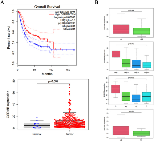Figure 1 Clinical manifestation of GSDMB gene. (A) Correlation between GSDMB gene expression and overall survival rate; (B) correlation of GSDMB gene expression with age and tumor stage.