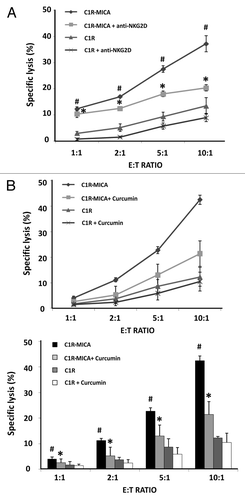 Figure 6. Curcumin suppresses NKG2D-mediated NKL cell line cytotoxicity. (A) NKL cells were cultured with C1R cells and C1R-MICA*004 transfectants at the indicated effector:target (E:T) ratios for 4 h. Cytotoxicity was assayed by flow cytometry after PKH67/7AAD staining. For blocking assays, NKL cells were incubated beforehand with anti-NKG2D blocking monoclonal antibody (10 μg/ml) for 30 min. Data are shown as means ± SD of two independent experiments in triplicate. (B) NKL cells were incubated in the absence or presence of curcumin (4 µM for 24 h) and cytolytic activity against C1R and C1R-MICA*004 cells was assessed at the indicated effector: target (E:T) ratios. The upper figure shows a representative experiment and the lower histogram represents means ± SD of three independent experiments performed in triplicate. *p < 0.05 comparison between untreated and curcumin- or anti-NKG2D-treated NKL cells against C1R-MICA*004 transfectants. #p < 0.05 C1R-MICA*004 compared with C1R cells.
