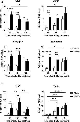 Figure 2 Expression of differentiation markers and cytokines after IL-36γ treatment for the psoriasis-like condition in HaCaT. Mocks and Lin28a-overexpressing HaCaT were treated with recombinant human IL-36γ for 0, 6, and 12 h. Total RNAs were isolated from Mocks and Lin28a HaCaT cell lines treated with IL-36 γ and reverse transcribed; (A) relative mRNA expression levels of differentiation markers were measured by RT-PCR; and (B) relative mRNA expression levels of proinflammatory cytokines were examined through RT-PCR. Two-way ANOVA followed by Tukey’s multiple comparisons test was performed using GraphPad Prism 9. All data are presented as mean ± SEM; *p < 0.05, **p < 0.01, ***p < 0.001, and ****p < 0.0001 compared with each group.