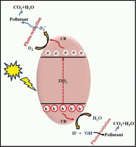 Figure 1. Photocatalytic mechanism of individual TiO2 semiconductor photocatalyst under natural sunlight.[Citation43]