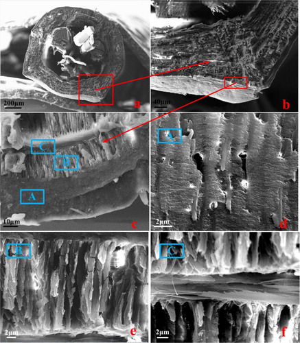 Figure 3. Cross section of the rostrum in C. longimanus. (a) Cross section of the rostrum; (b) Details in an enlarged view of the portion of Figure 3(a) that is indicated by the arrow; (c) multilayer structure composed of exocuticle layer (marked A) and endocuticle layer. Endocuticle layer is composed of the radial fibers (marked B) and the circumferential fibers (marked C); (d) details in an enlarged view of surface for exocuticle layer; (e) details in the radial fibers; (f) details in the circumferential fibers.