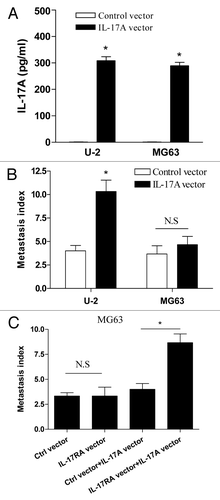 Figure 5. IL-17A/IL-17RA interaction enhanced the metastasis of OS cells in vivo. (A) 1 × 106 U-2 cells or MG63 cells stably transfected with IL-17A expression vector or control vector were incubated at 6-well plates respectively. After 48 h, the concentration of supernatant IL-17A was determined by ELISA assay. (B) Groups of eight nude mice were challenged with 2 × 106 of U-2 cells or MG63 cells which were stably transfected with IL-17A expression vector or control vector, respectively. (C) Groups of eight nude mice were challenged with 2 × 106 G63 cells which were stably co-transfected with IL-17A expression vector and IL-17RA expression vector, or the corresponding control vector, respectively. After 30 d, the metastatic index to lung was determined. Each bar represents the means (± SD) in each group. *p < 0.05